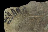 Fossil Fern (Pecopteris) - Mazon Creek #121075-1